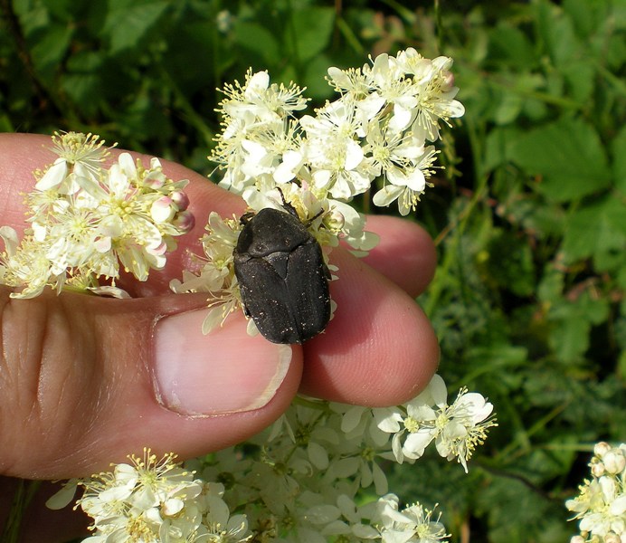 Cetonia aurata (con variazione cromatica) e Protaetia morio